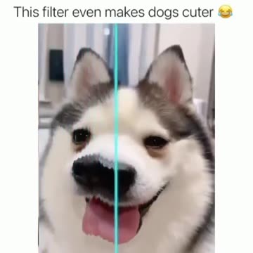 Funny dogs vines - -- funniest -- dogs and -- cats - awesome funny pet animals videos --