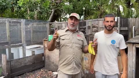 Delicious banana for turtle to eat
