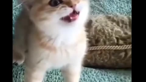 Cat funny video