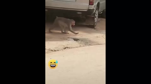 funny street animals