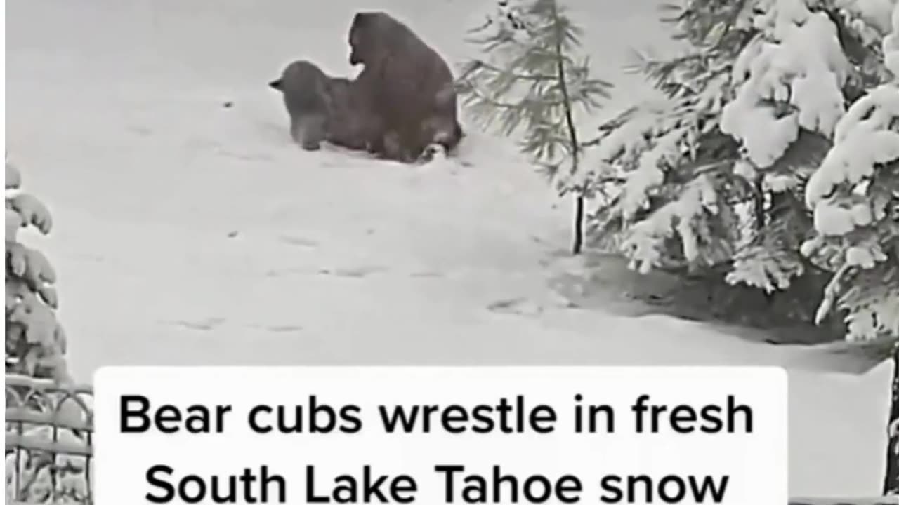 Bear cubs wrestle in fresh south lake Tahoe snow