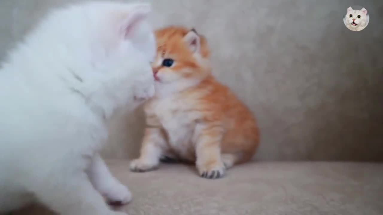 Cutest Kitten Video _ Beauty Kitten _ princess Kitten _ Sweet Kitten _ C A T