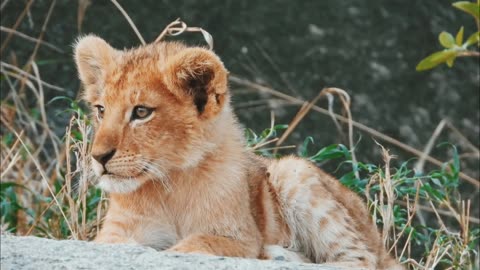 Tiger Sitting And Watching Something