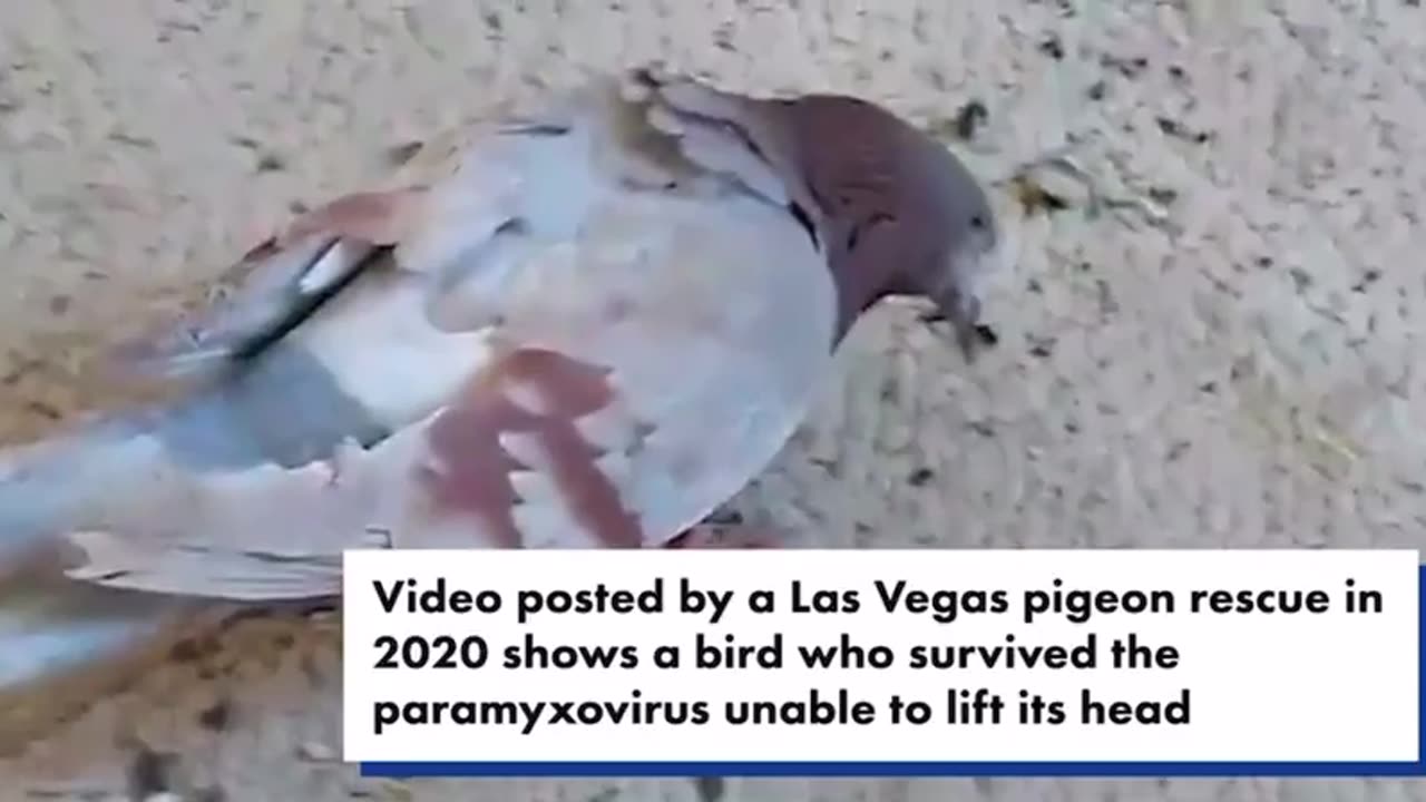 5G causes damage to a pigeon from Las Vegas