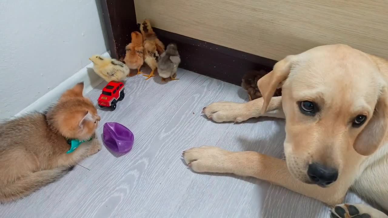Chicks, skottish straight Kitten and Labrador They are very cute