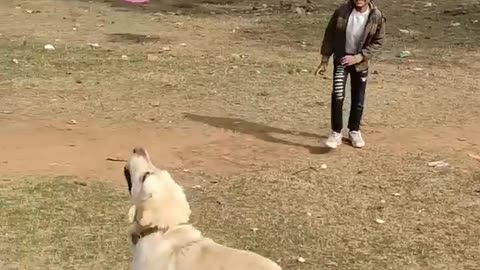 Dog playing with bolloon