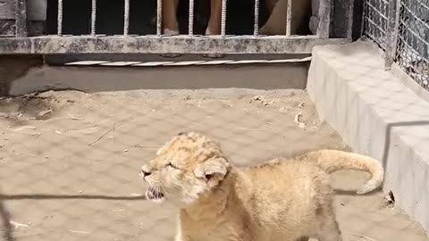 Dog and lion enjoy together