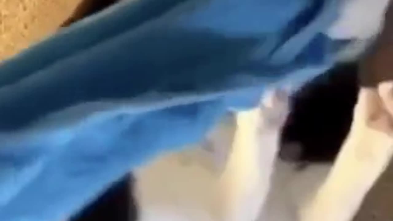 Funny Cat Behavior