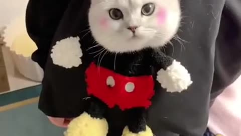 Hi !!! How r u my sweet ❣️ cat???
