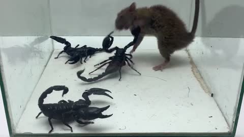 SCORPION vs MOUSE - The only one who can beat SCORPION