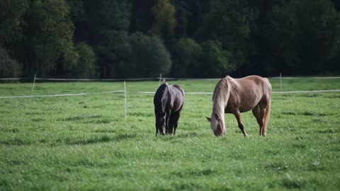 Two horses eating grass in the field