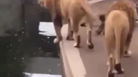Funny animal moments