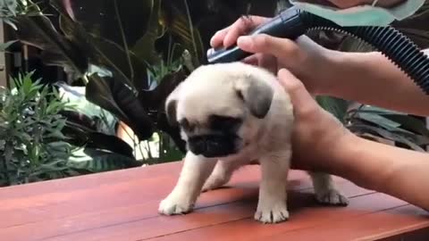 cleaning the dog