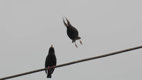 Two Birds on a Cable