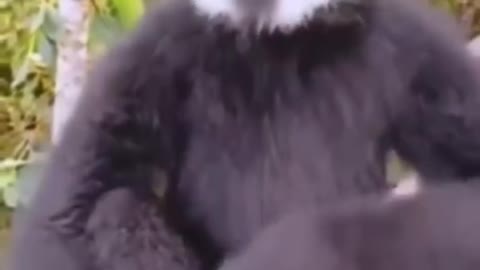 best song from chimpanzee macaca monkey