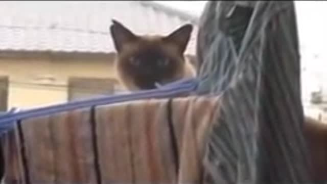 FUNNY CAT JUMPS OVER THE FENCE