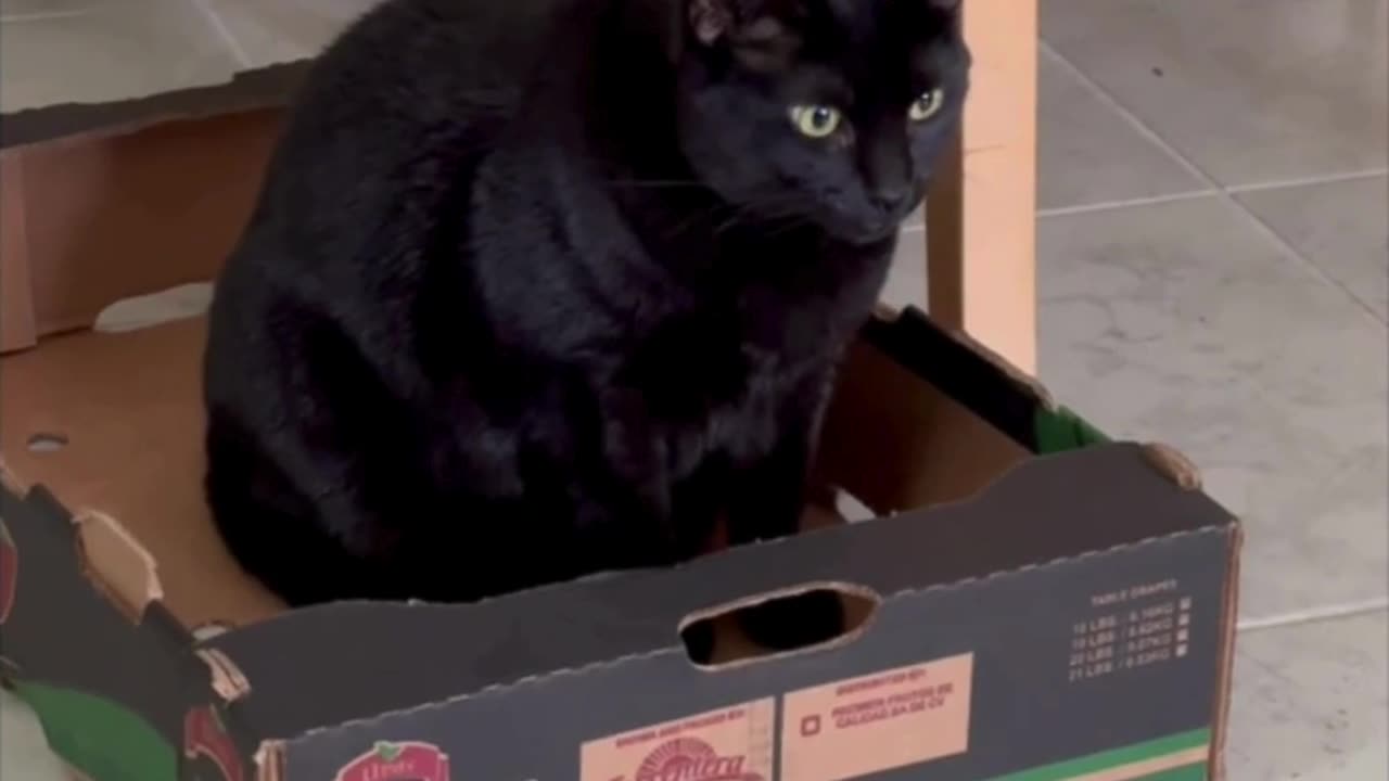 Adopting a Cat from a Shelter Vlog - Cute Precious Piper Sits in Her Security Base #shorts
