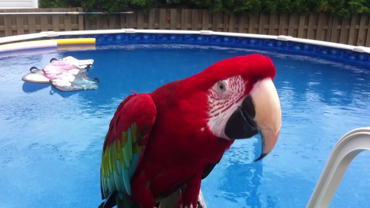 Jackson the Parrot dances to 'Billie Jean'