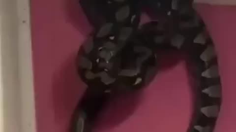 Anaconda Spotted in home