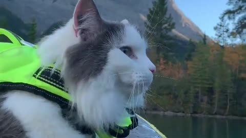 cute kitten 🐈