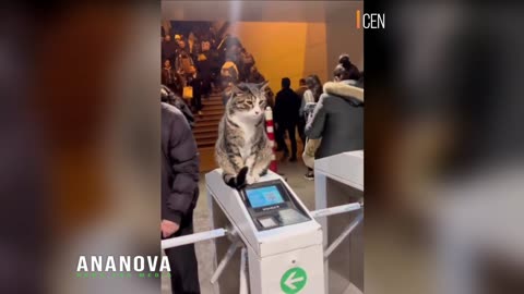 Cat In City With A Million Stray Felines Clears A Safe Space In Packed Metro