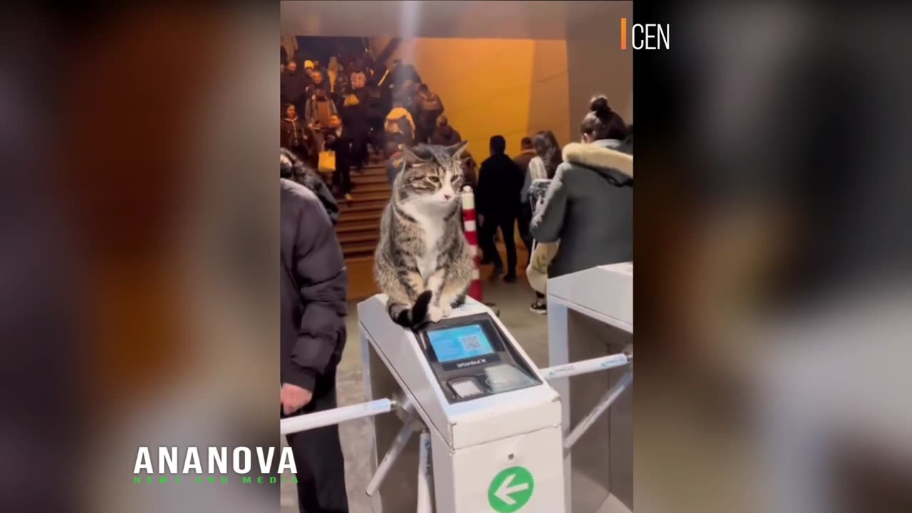 Cat In City With A Million Stray Felines Clears A Safe Space In Packed Metro