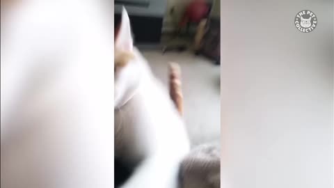 Cat fighting