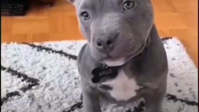 Dog waoo.............?????