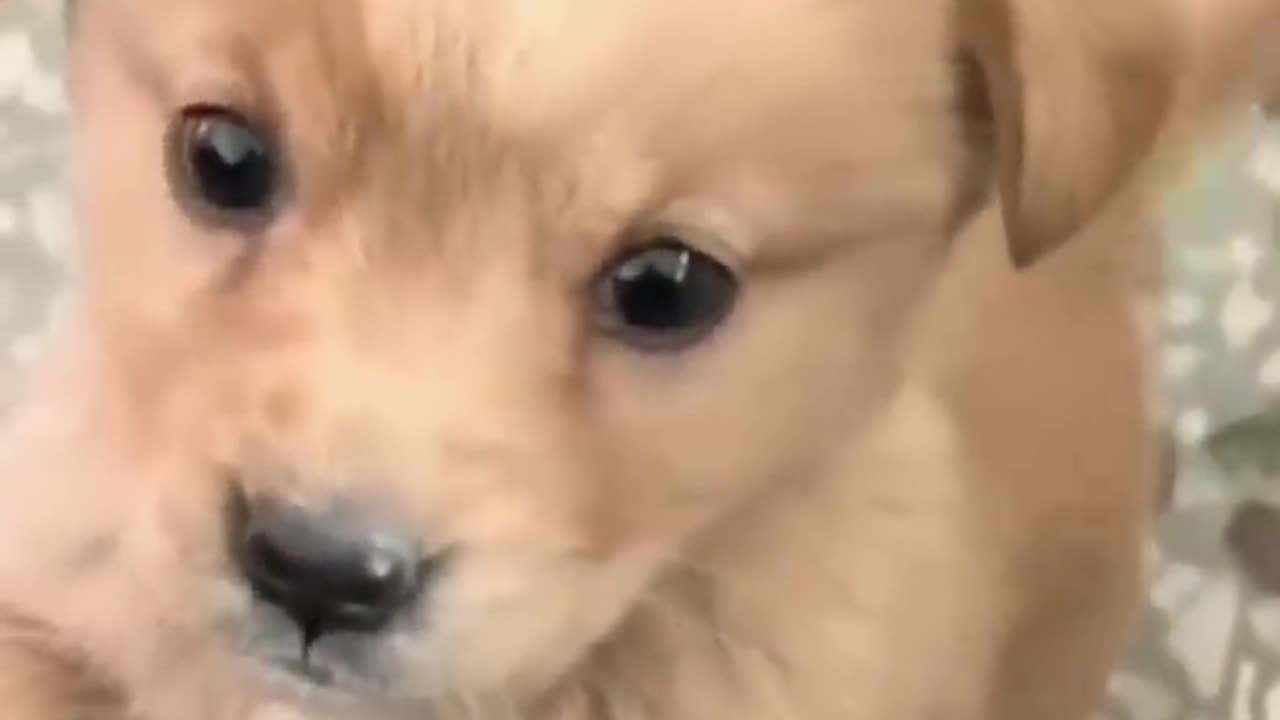 Baby dogcute puppy barking4kviralshorts