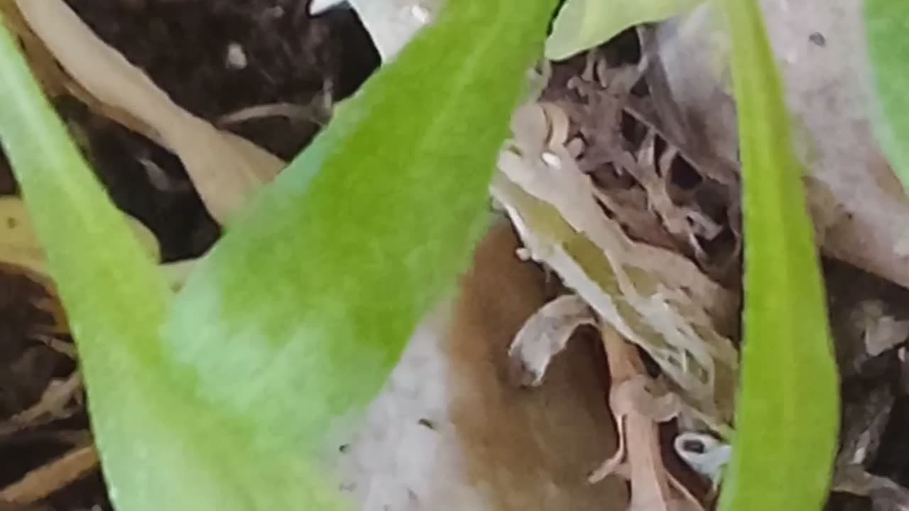 Happy Little Ladybug in My Garden