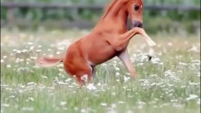 A close-up of a horse running, do you like that?