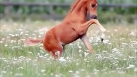 A close-up of a horse running, do you like that?