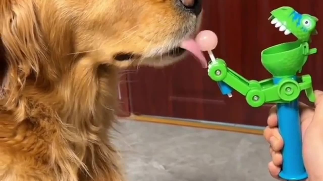 Funny Dog