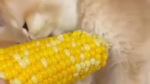 Cute Little Cat 🤓