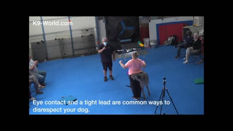 Labrador Puppy Learning and Performing Training Commands | Dog Showing All Training part 2