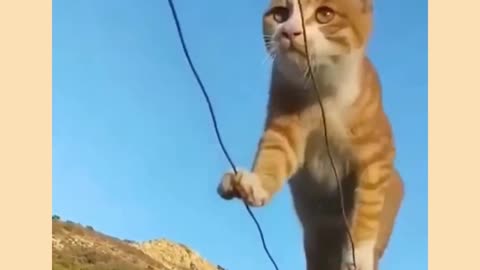 Funny cat video