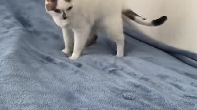 Anyone need a massage 😹