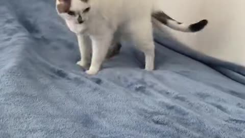 Anyone need a massage 😹