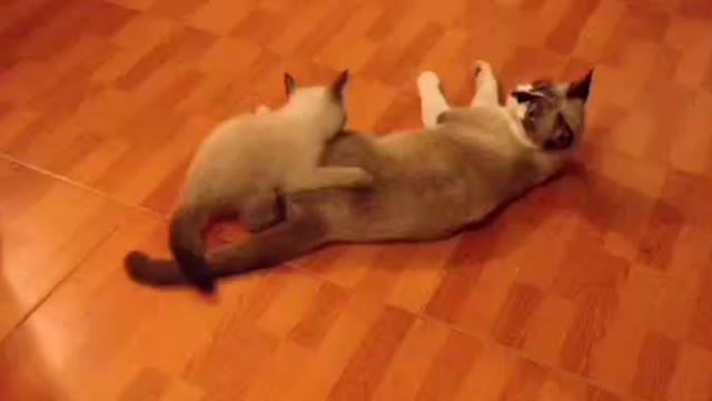 Sweet cat playing (follow me)