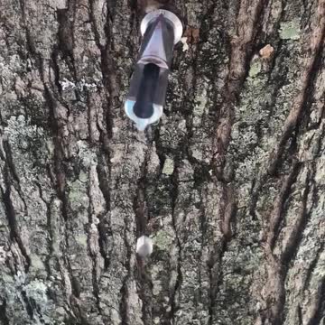 Maple Syrup Tap