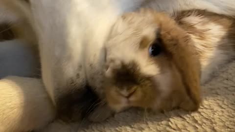 Husky Grooms Her Bunny Friend