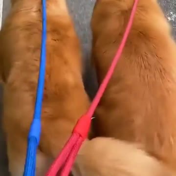 The dogs go shopping. Nice attitude.