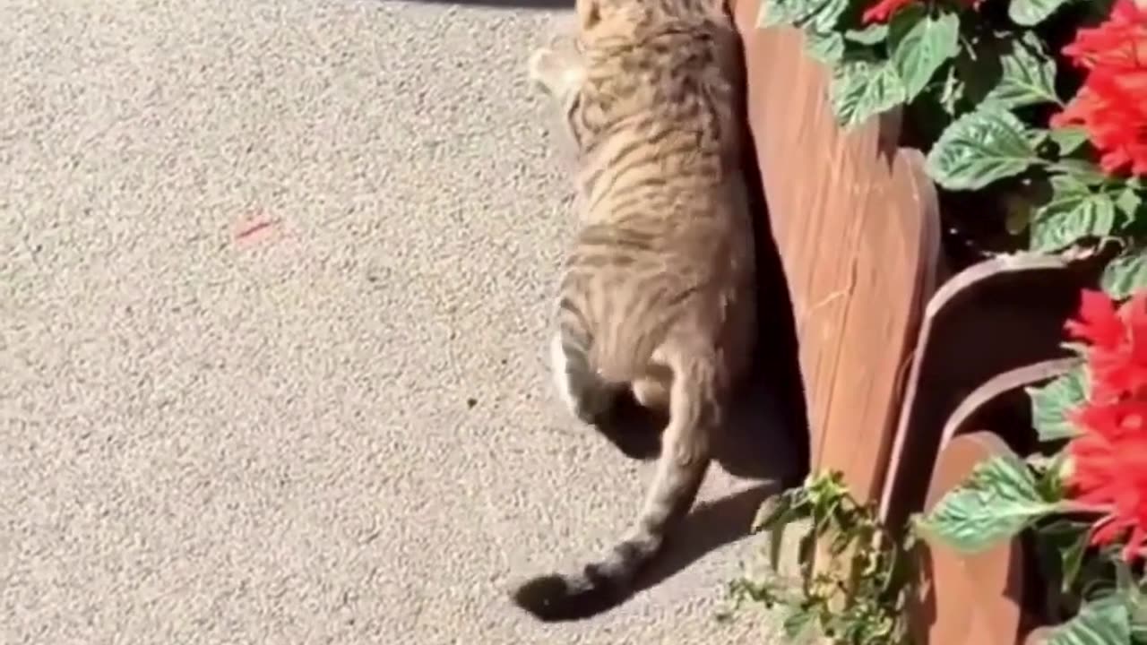 Cute chaos daily! πΎπ #cats #shorts #viral #pets #Reels