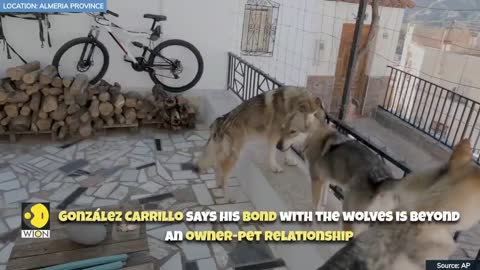 Walking with wolves in Southern Spain | WION EDGE | World News