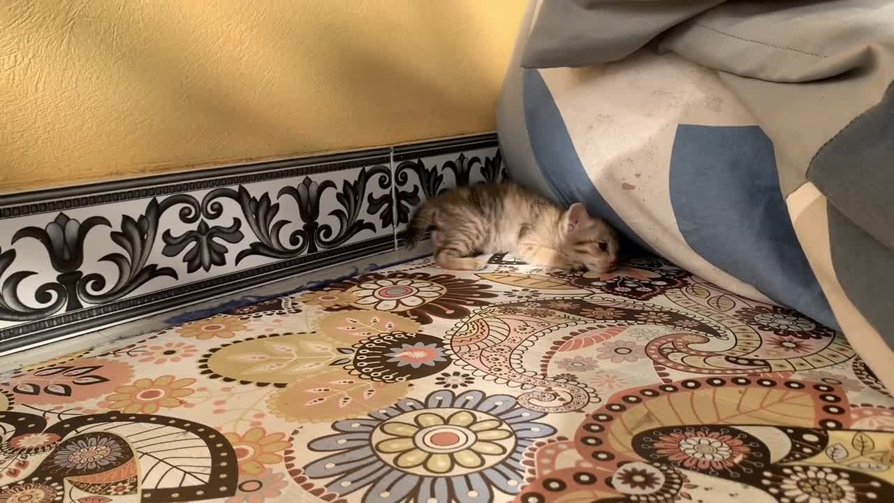 Cute kitten - first time walking on the floor