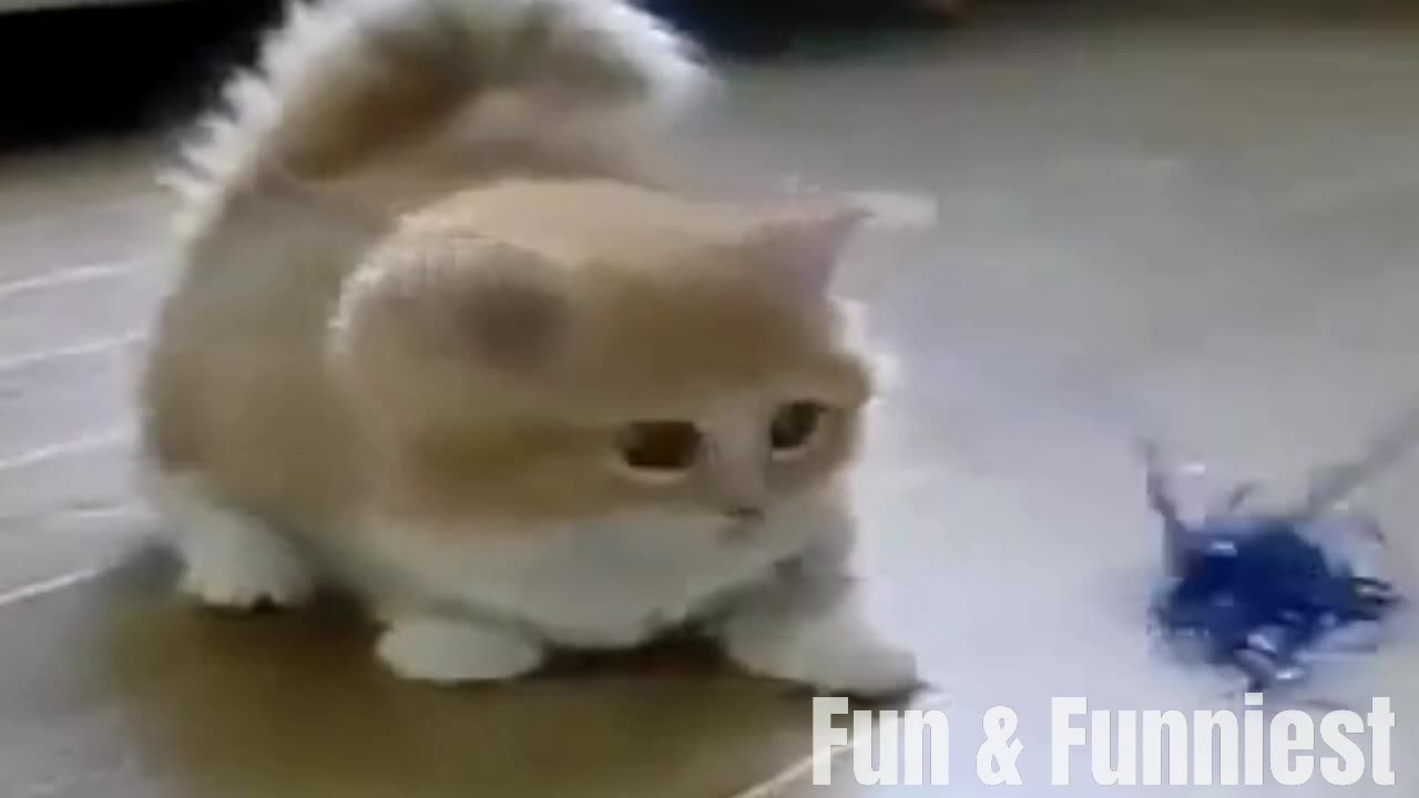 Funny cat | funny Tik tok videos | funny clip | Funny movements | funny fall