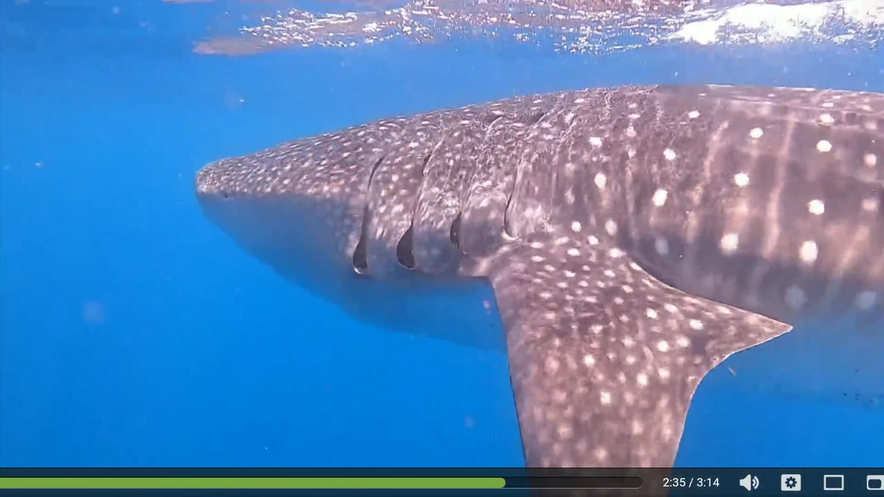 Swimming with the world's largest fish : 100+ whale shark!