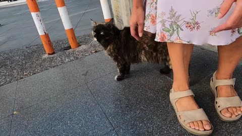 Beautiful fluffy tortoiseshell cat is so cute and loving