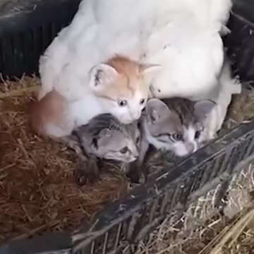 Hen Keepings Her Kitten Friends Warm 🤣🐓🥰