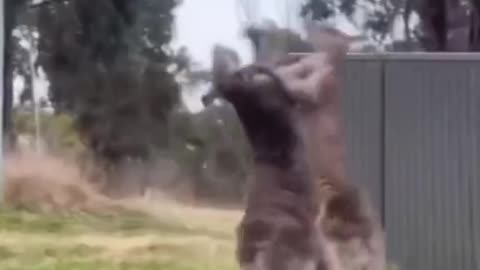 Funny Animals Doing Human Things